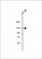 SCAP Antibody (N-term)