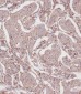RPL23A Antibody (C-term)