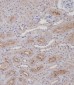 Mouse Fap Antibody(N-term)