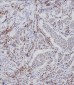 Phospho-CDC25A(S124) Antibody