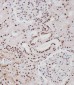 Phospho-HER4(Y1188) Antibody