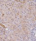 ADRB2 Antibody (S364)