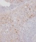 MCSF Receptor (CSF1R) Antibody (C-term)