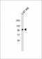 AP9860a-MAP4K3-Antibody