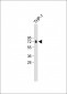 CFP Antibody (Center)