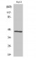 Acrosin Polyclonal Antibody