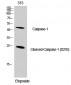 Cleaved-Caspase-1 (D210) Polyclonal Antibody