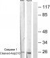 Cleaved-Caspase-1 (D210) Polyclonal Antibody