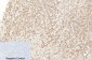 Cleaved-Caspase-1 (D210) Polyclonal Antibody