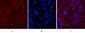 Cleaved-Caspase-1 (D210) Polyclonal Antibody