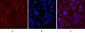 Cleaved-Caspase-1 (D210) Polyclonal Antibody