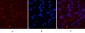 Cleaved-Caspase-1 (D210) Polyclonal Antibody