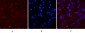 Cleaved-Caspase-1 (D210) Polyclonal Antibody