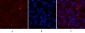 Cleaved-Caspase-1 (D210) Polyclonal Antibody