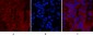 Cleaved-Caspase-1 (D210) Polyclonal Antibody