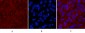 Cleaved-Caspase-1 (D210) Polyclonal Antibody