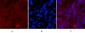 Cleaved-Caspase-1 (D210) Polyclonal Antibody