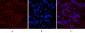 Cleaved-Caspase-1 (D210) Polyclonal Antibody