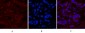 Cleaved-Caspase-1 (D210) Polyclonal Antibody