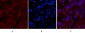 Cleaved-Caspase-1 (D210) Polyclonal Antibody