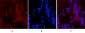 Cleaved-Caspase-1 (D210) Polyclonal Antibody