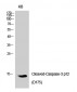 Cleaved-Caspase-3 p12 (D175) Polyclonal Antibody