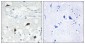 Cleaved-Caspase-3 p12 (D175) Polyclonal Antibody