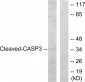 Cleaved-Caspase-3 p12 (D175) Polyclonal Antibody