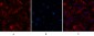 Cleaved-Caspase-3 p12 (D175) Polyclonal Antibody