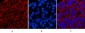 Cleaved-Caspase-3 p12 (D175) Polyclonal Antibody