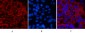 Cleaved-Caspase-3 p12 (D175) Polyclonal Antibody