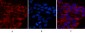 Cleaved-Caspase-3 p12 (D175) Polyclonal Antibody