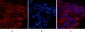 Cleaved-Caspase-3 p12 (D175) Polyclonal Antibody