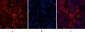 Cleaved-Caspase-3 p12 (D175) Polyclonal Antibody