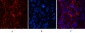 Cleaved-Caspase-3 p12 (D175) Polyclonal Antibody