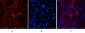 Cleaved-Caspase-3 p12 (D175) Polyclonal Antibody