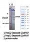 Cleaved-Caspase-3 p17 (D175) Polyclonal Antibody