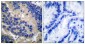 Cleaved-Caspase-3 p17 (D175) Polyclonal Antibody