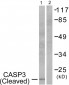 Cleaved-Caspase-3 p17 (D175) Polyclonal Antibody