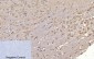 Cleaved-Caspase-3 p17 (D175) Polyclonal Antibody