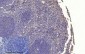 Cleaved-Caspase-3 p17 (D175) Polyclonal Antibody