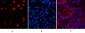 Cleaved-Caspase-3 p17 (D175) Polyclonal Antibody