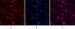 Cleaved-Caspase-3 p17 (D175) Polyclonal Antibody
