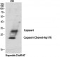 Cleaved-Caspase-6 p18 (D179) Polyclonal Antibody