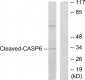 Cleaved-Caspase-6 p18 (D179) Polyclonal Antibody