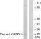 Cleaved-Caspase-7 p20 (D198) Polyclonal Antibody