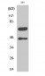 Cleaved-Caspase-8 (D384) Polyclonal Antibody
