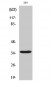 Cleaved-Caspase-9 p35 (D315) Polyclonal Antibody