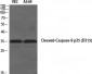 Cleaved-Caspase-9 p35 (D315) Polyclonal Antibody