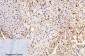 Cleaved-Caspase-9 p35 (D315) Polyclonal Antibody